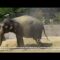Туширање на слониците Дуња и Даела во Скопската Зоолошка