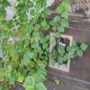 Приватно: [ID: aMTKc68zTWA] Youtube Automatic