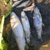 Приватно: [ID: fv5haEmy5Qg] Youtube Automatic